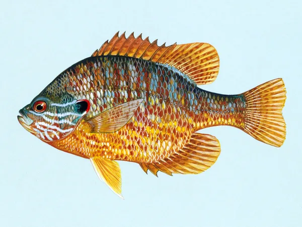 Hybrid Sunfish