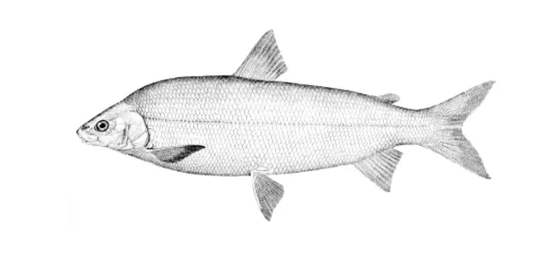 Lake Whitefish