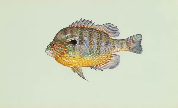 Longear Sunfish