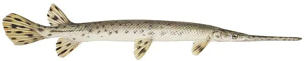 Longnose Gar