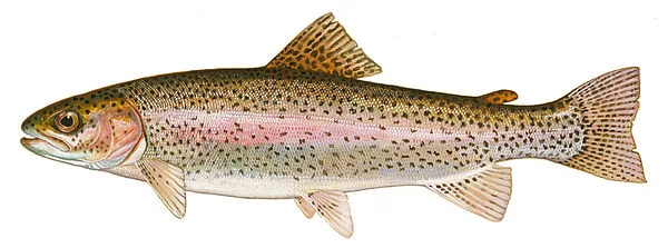 Rainbow Trout