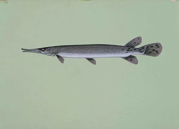 Shortnose Gar