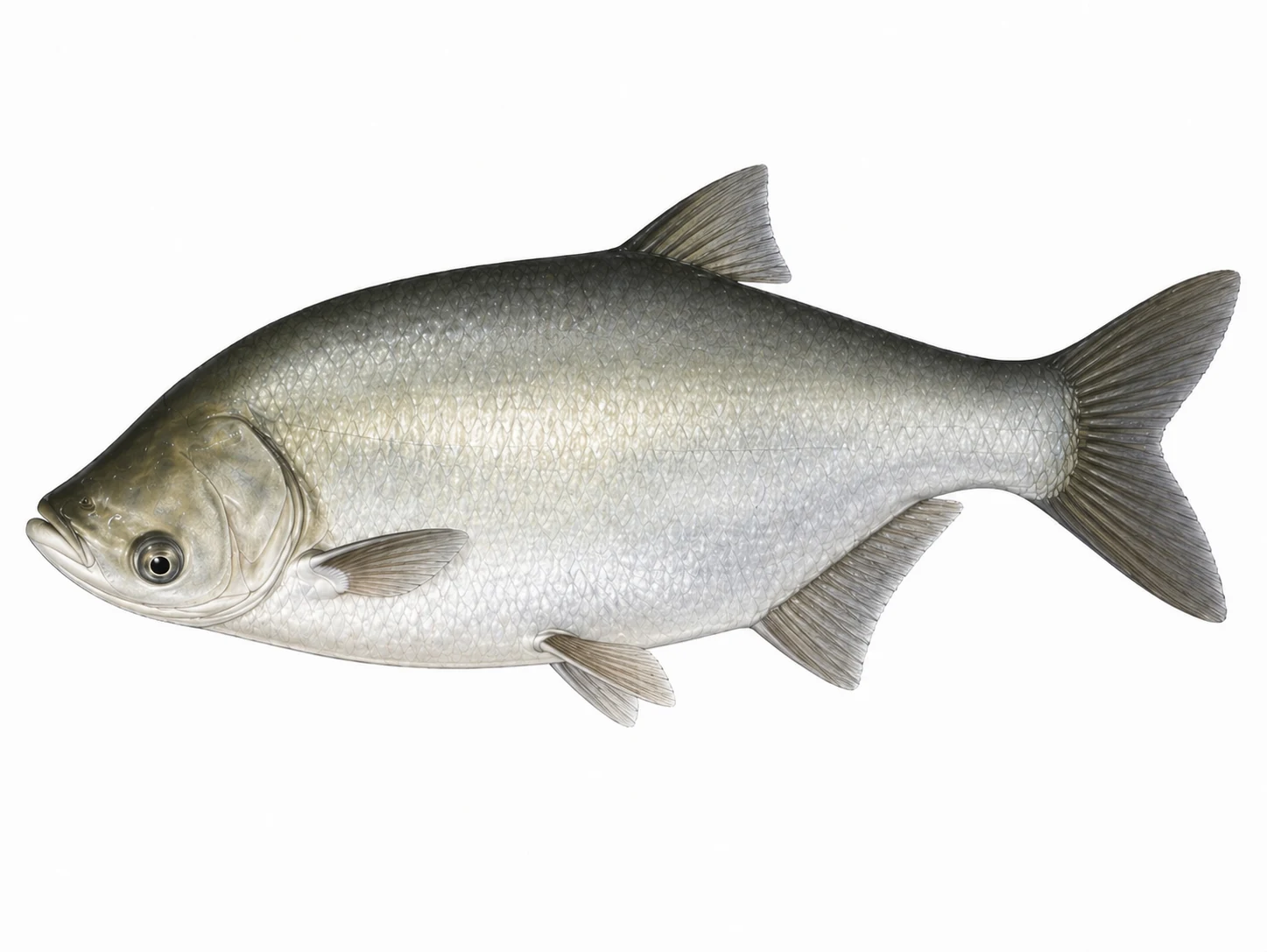 Silver Carp