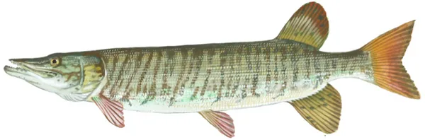 Tiger Muskie