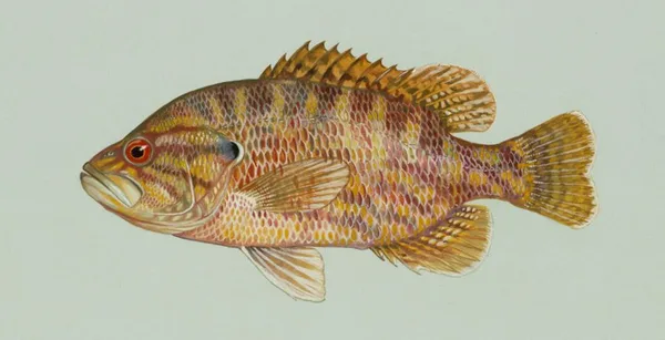 Warmouth