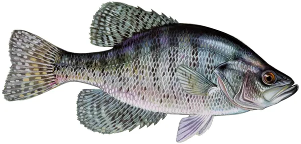White Crappie